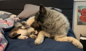Pup Cleans Kitty Before Playtime