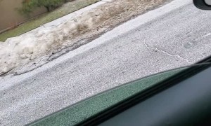 Moose on the Loose in Neighborhood