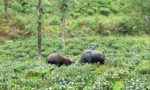Indian Guar Bison Battle Over Territory
