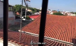Rescued Pigeon Loves to be Petted