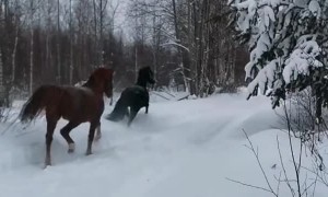 Red Horse Gets Kicked in the Head by Black Horse