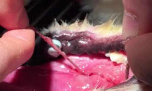 Vets Discover Cause of Dog's Oral Bleeding is a Tampon