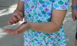 Lizard Jumps Up Girl's Arm and Scares Her