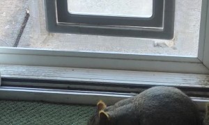 Squirrel Sneaks Inside for a Snack