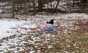 Milo the Black Lab Pulls Girls on Sled