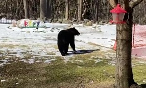 Woman Scares Black Bear off Bird Feeder in Backyard