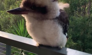 Adorable Baby Kookaburra Demonstrates it's Signature Laugh