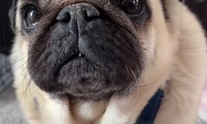 Timmy the Handsome Pug Tries on New Overalls