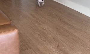 Adorable Blue Merle Frenchie Puppy Sits on Command