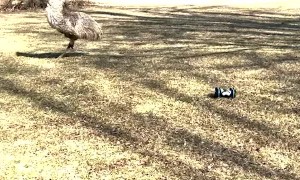 Emu Curious about RC Car