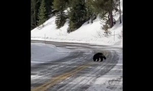 Super Rare Wolverine Sighting in Yellowstone National Park