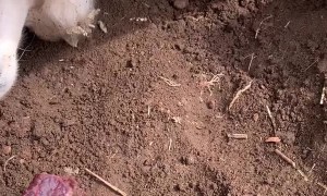 Saint Bernard Needs Some Motivation to Get Unstuck