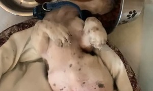 Lazy Puppy Still Wants His Dinner