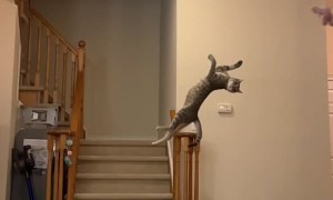 Slow Motion Cat Misses by Millimeters