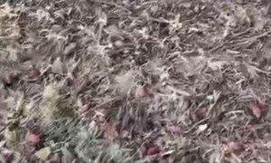 Feeding a Friendly Squirrel at the Gas Station