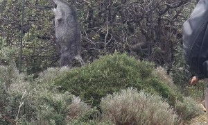 Saving a Goat with it's Horns Stuck in a Fence