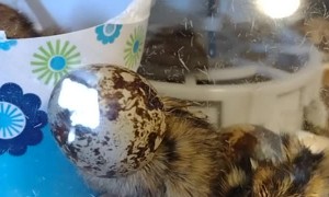 Adorable Quail Chick Gets its Head Stuck in Eggshell