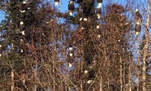 Large Gathering of Bald Eagles at Garbage Dump in Alaska