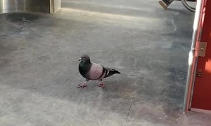 Business Bird on Its Morning Commute