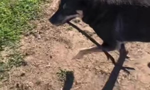 Dog is a 100% Purebred Good Boy