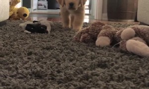 Puppy Attempts to Sneak Up on Mom