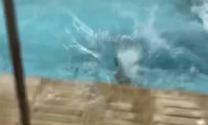 Corgi Coach Falls in the Pool at Swim Practice