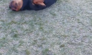 Playful pup has so much fun rolling in the grass