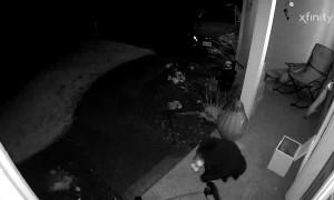 Bear Cubs Getting Into Milk Box