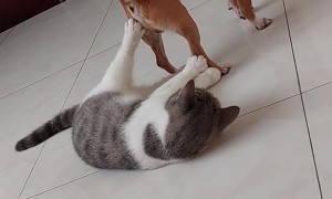 Small Dog Tries to  Sit on Cat