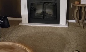 Precocious Pug Does Not Appreciate Her New Portrait