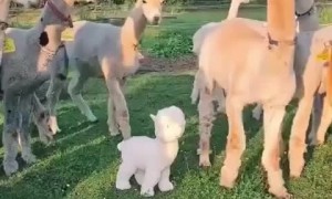 Suspicious alpacas get spooked out by plushie toy