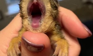 Baby Squirrel Yawn