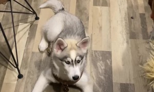 Husky Pup Really Plays Up Her Performance