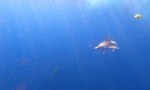 Swimming With Sharks