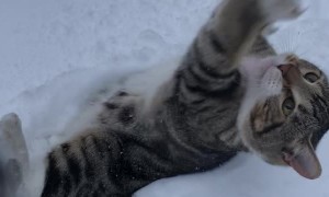 Playful Cat Makes Measuring Impossible