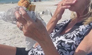 Seagull Swoops By for a Bite