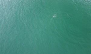 Bottlenose Dolphin Plays With Its Breakfast