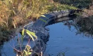 Grim Reaper the Gator Doesn't like People in His Territory