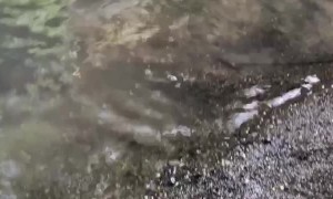 Chick Goes Swimming With Duck Family