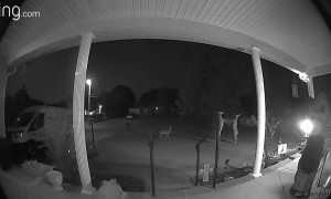 Deer Duke It Out on Tennessee Front Lawn