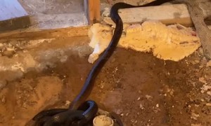 Home Remodel Uncovers Snakes in the Bathroom