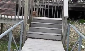Raccoon Stows Away on Boat