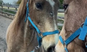 Priceless footage of horse's first encounter with a mirror