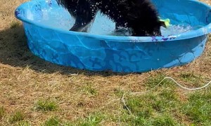 German Shepherd/Husky Mix Loves Playing in Water