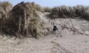 Dog Gets Face Full of Sand at the Beach