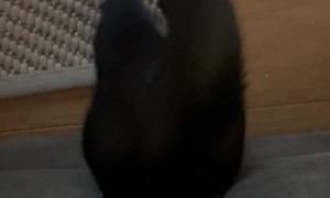 Cat Squeezes into Very Small Space Between Cushions