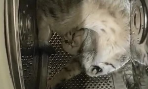 Cat Makes Itself Comfortable in the Washing Machine