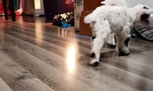Tiny Goat Tap Dances