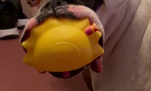 Boxer Loves His Squishy Toys