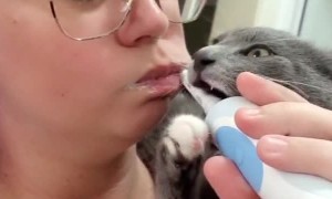 Kitten Bites on Electric Toothbrush